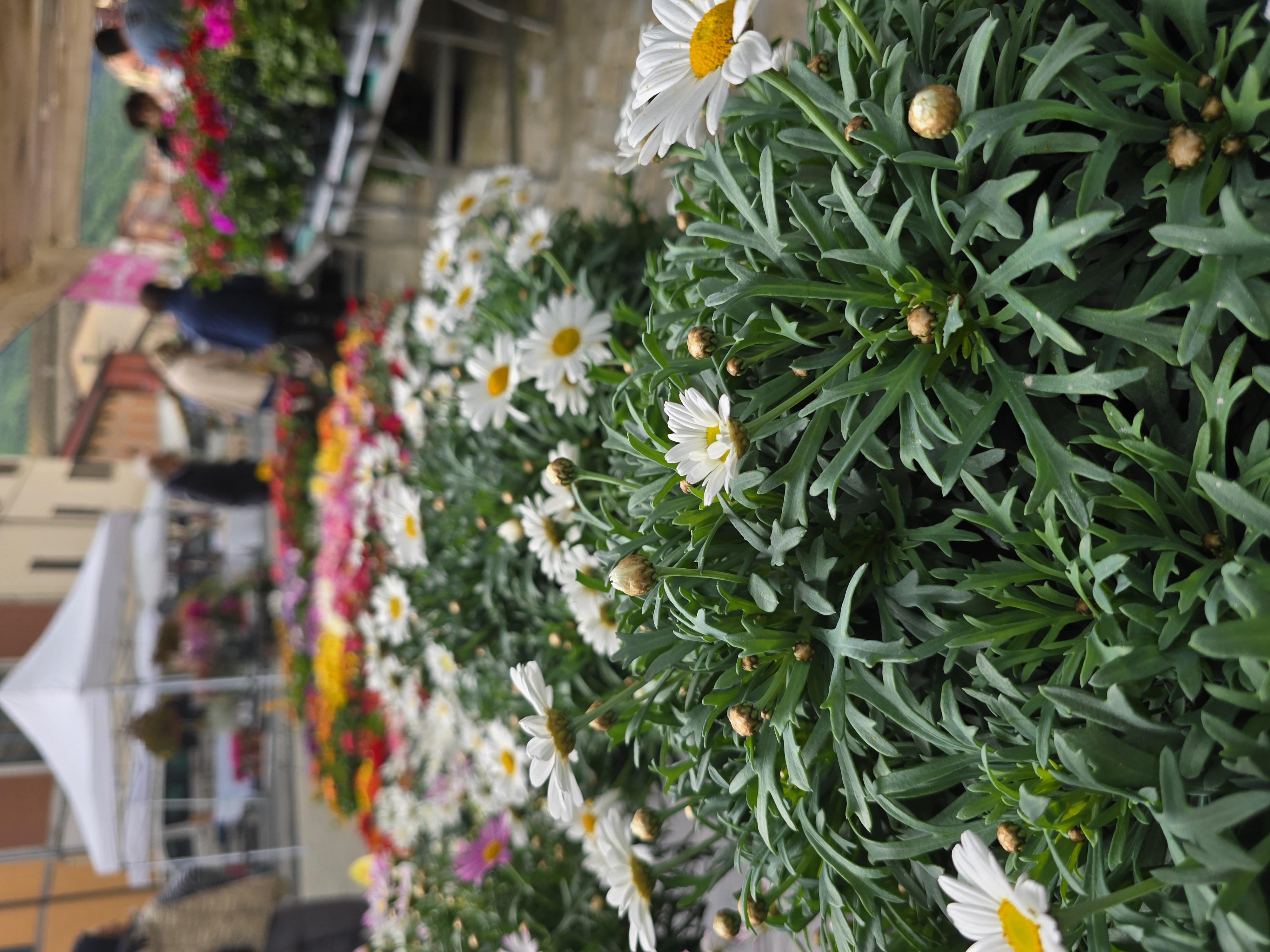 Festa dei Fiori - foto 3