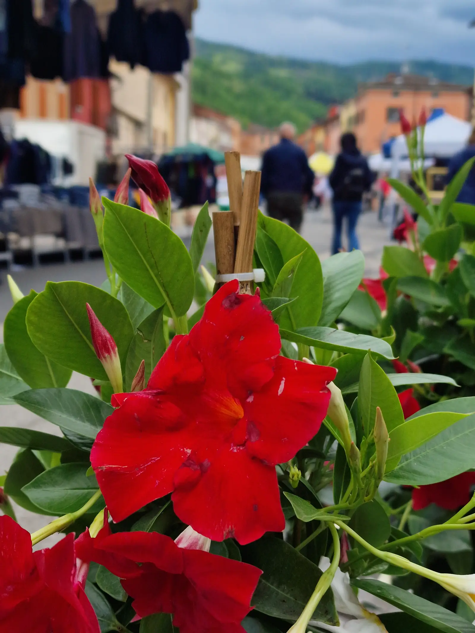 Festa dei Fiori - foto 12
