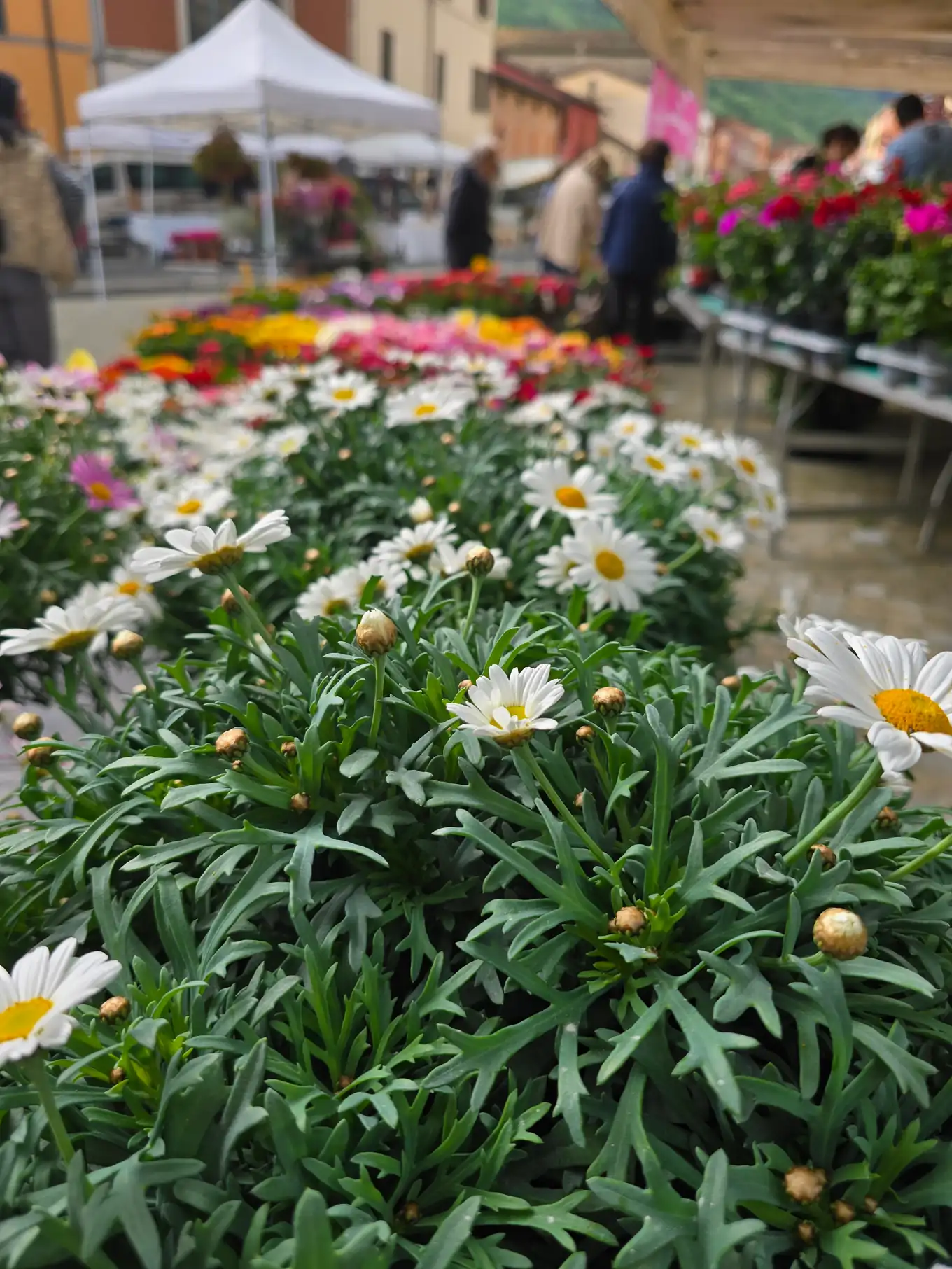 Festa dei Fiori - foto 3