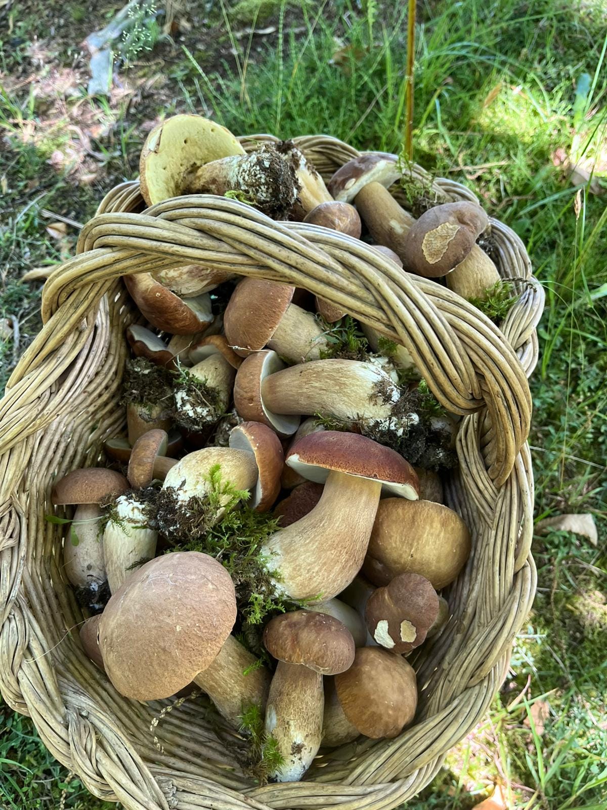 Sagra del Porcino - foto 5