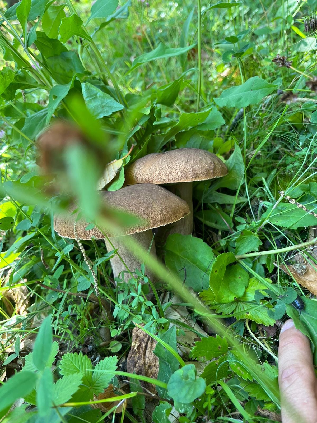 Sagra del Porcino - foto 6