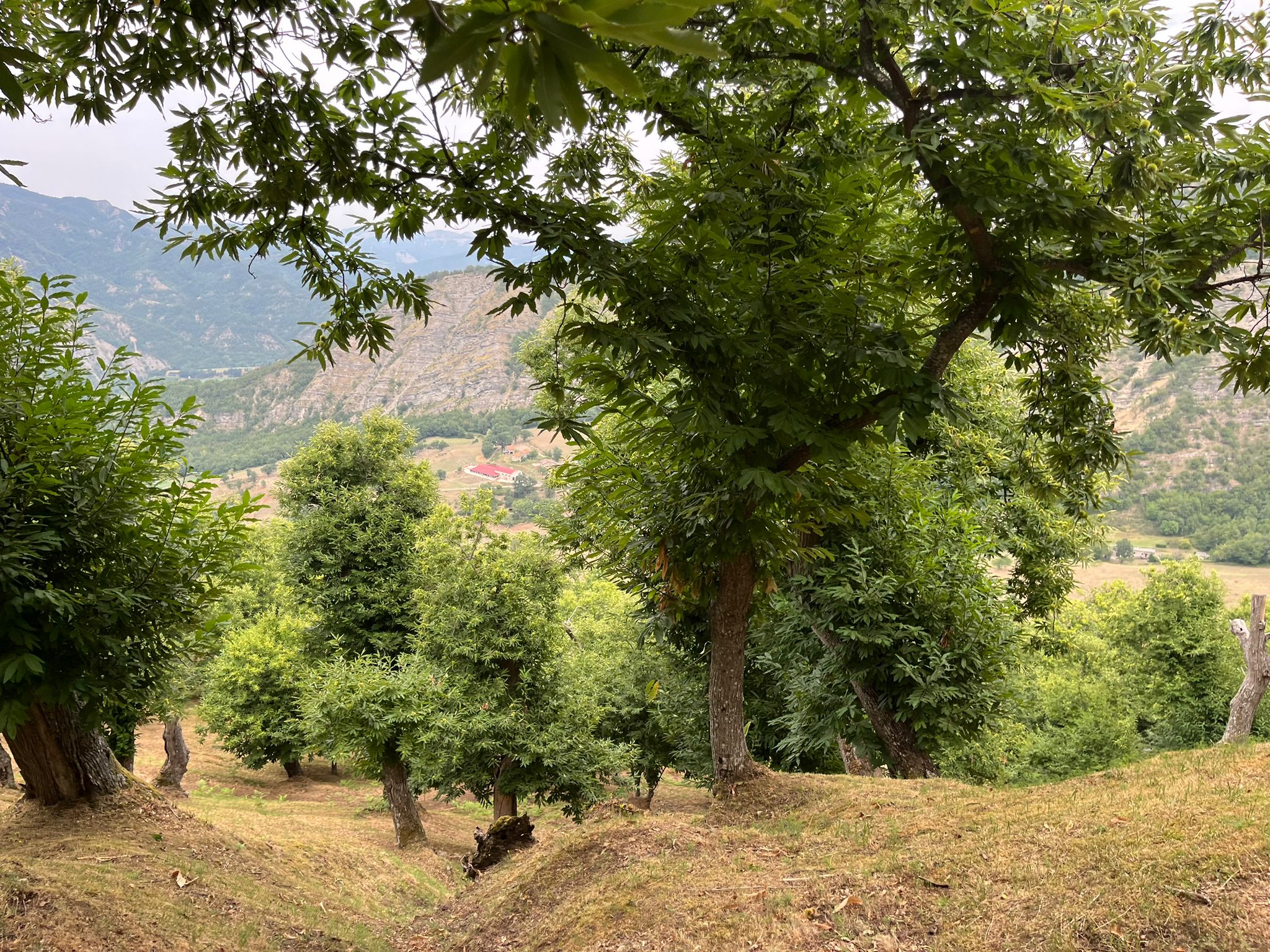 Sagra del Porcino - foto 9