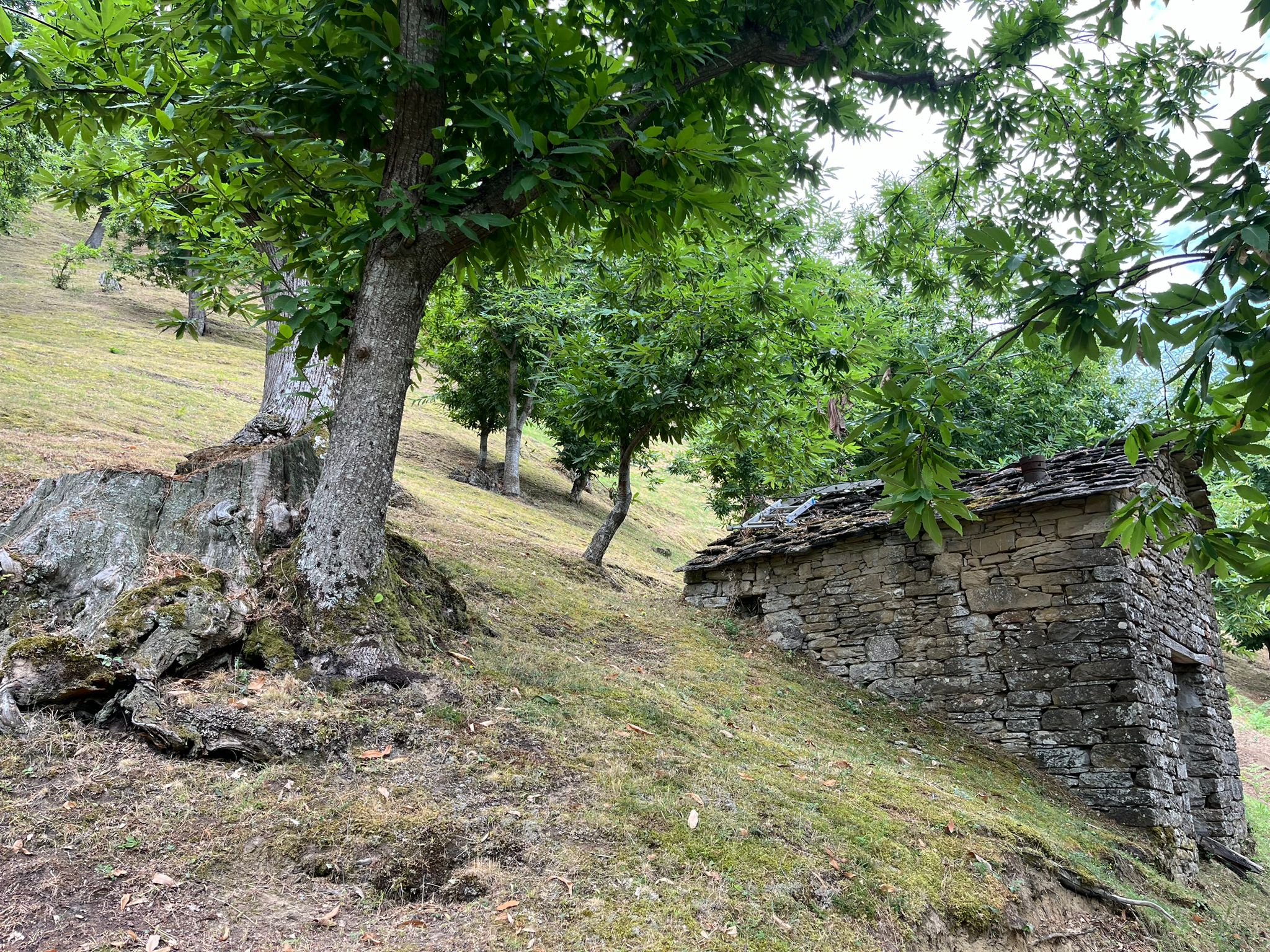Sagra del Porcino - foto 10